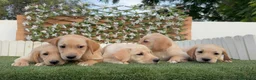 Labrador Retriever perros en venta: LABRADOR RETRIEVER - Anuncio 13