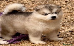 Alaskan Malamute perros en venta: Alaskan Malamute  - Imagen 2