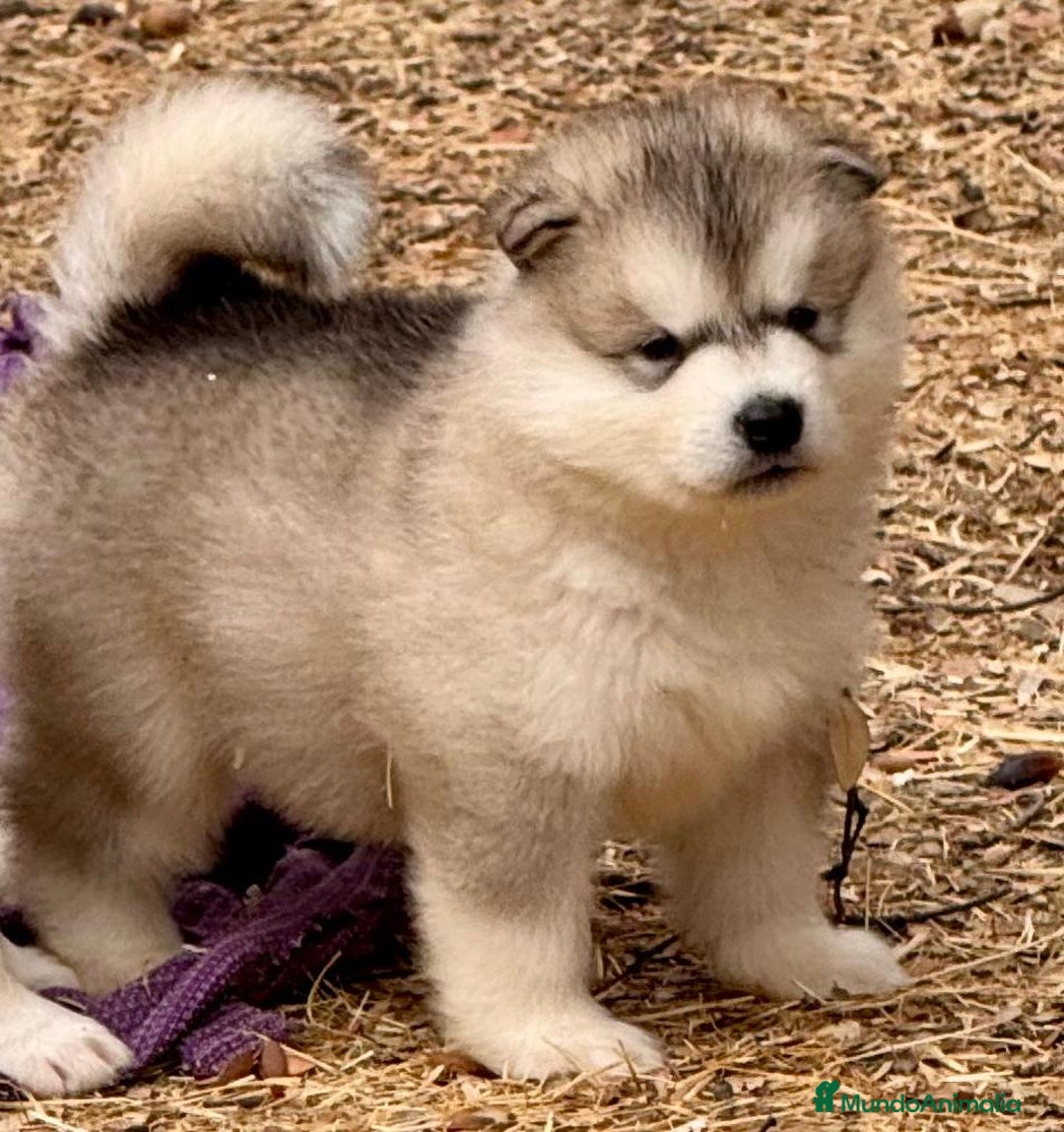 Alaskan Malamute perros en venta: Alaskan Malamute  - Imagen 2