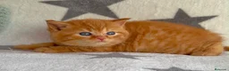 Británico de Pelo Corto gatos en venta: Gatitos British Shorthair con Pedigrí - Anuncio 3