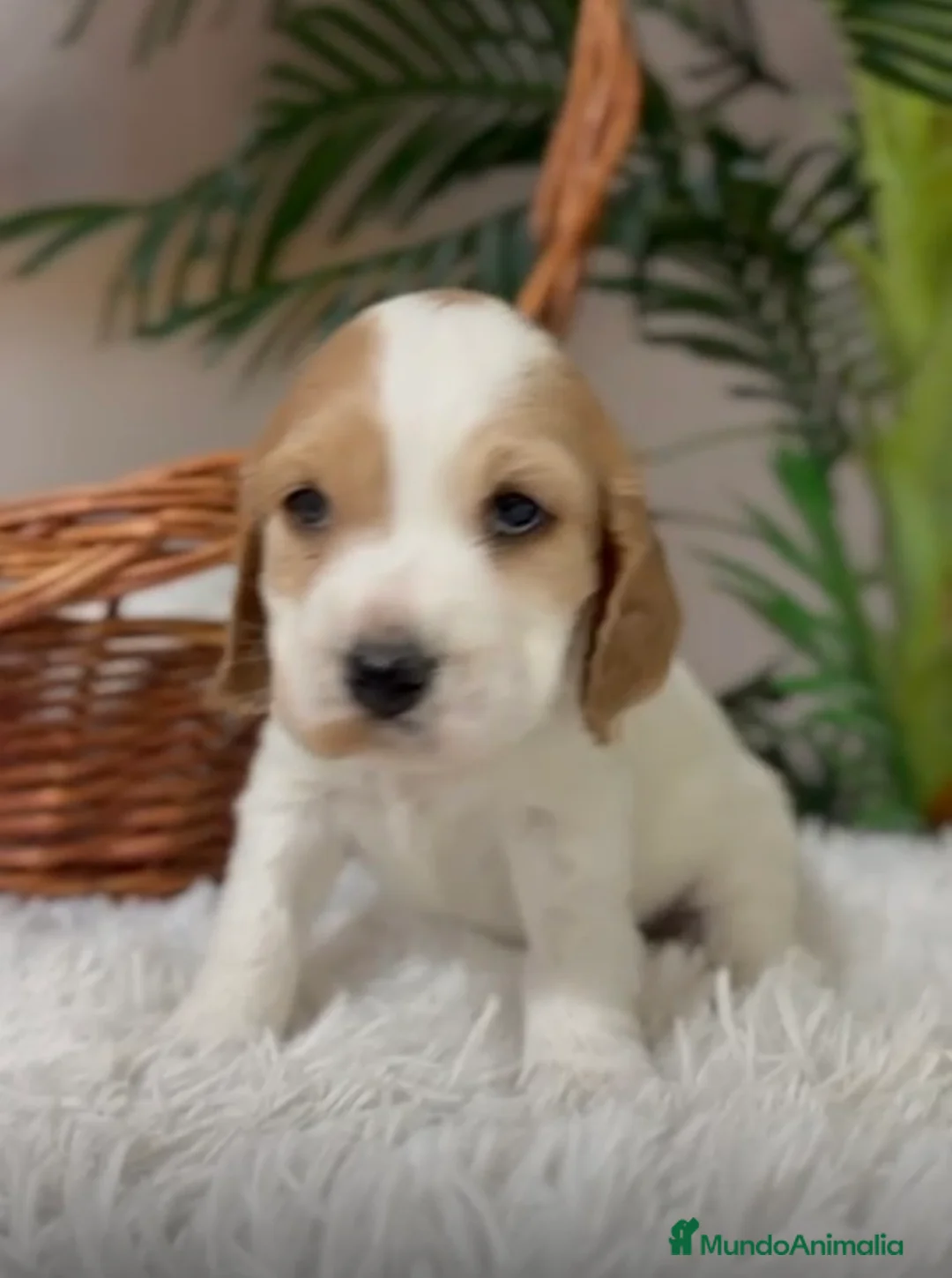 Cocker Spaniel Inglés perros en venta: COCKER SPANIEL INGLES - Anuncio 1