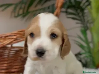 Cocker Spaniel Inglés perros COCKER SPANIEL INGLES - Anuncio 12