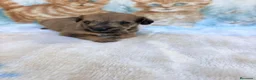 Raza Mixta perros en venta: Pootalian - Anuncio 23