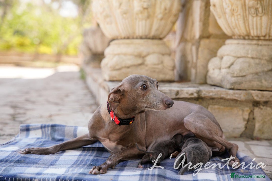 Pequeño Lebrel Italiano perros en venta: camada de piccolo lebrel italiano  - Imagen 8