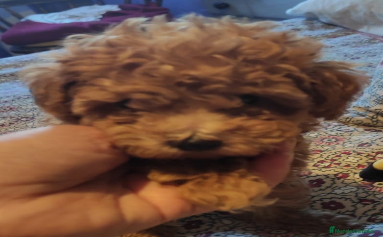 Caniche Toy perros - Anuncio 2