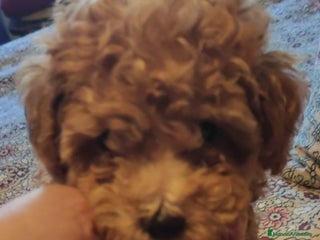 Caniche Toy perros - Anuncio 12