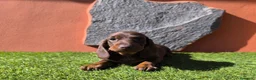 Teckel Miniatura perros en venta: TECKEL MINIATURA EN CANARIAS  - Anuncio 5