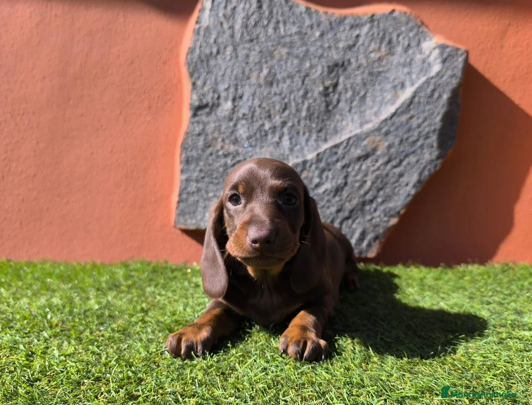 Teckel Miniatura perros en venta: TECKEL MINIATURA EN CANARIAS  - Anuncio 5