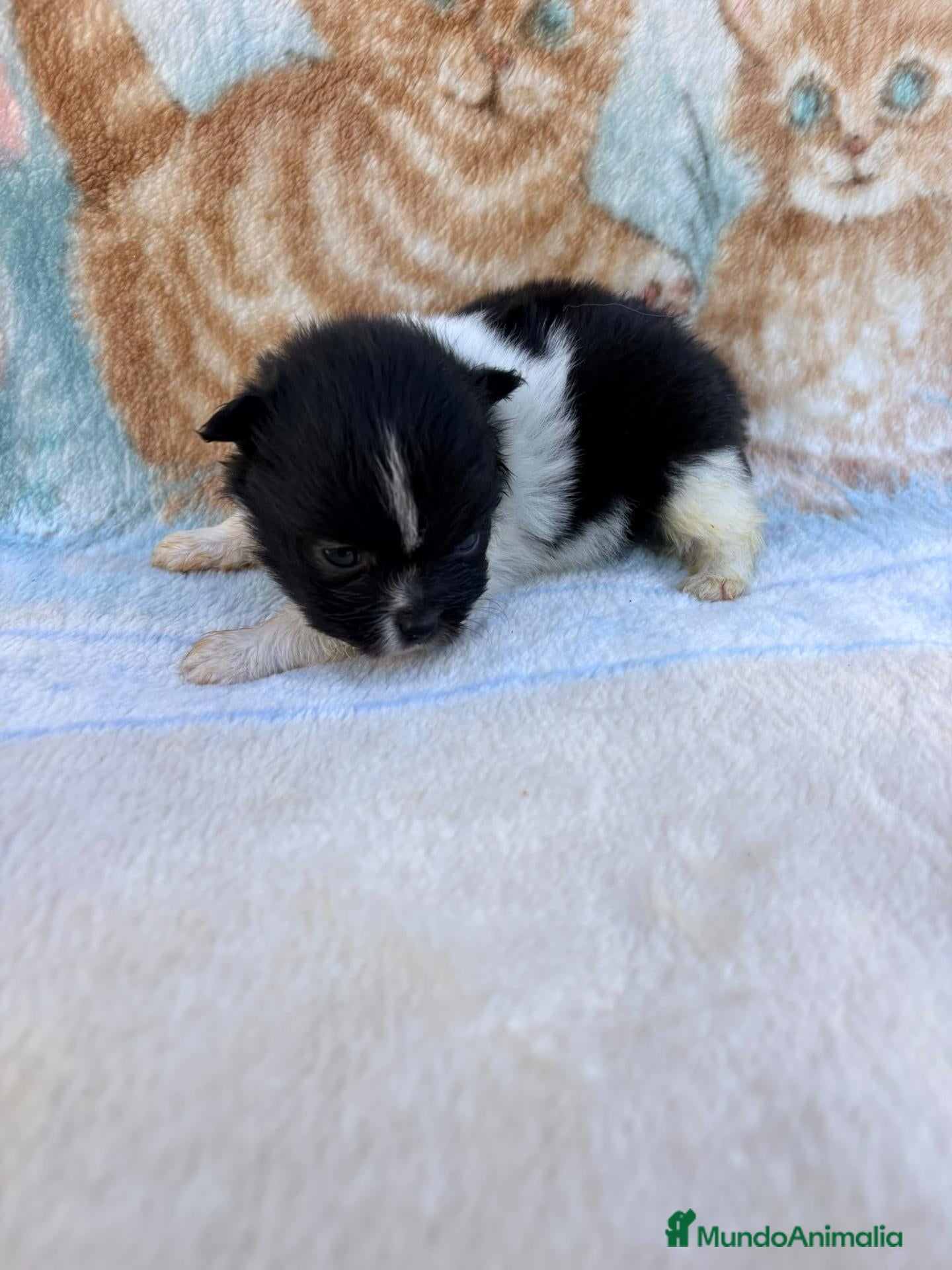 Pomerania perros Pomerania - Anuncio 1