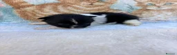 Pomerania perros en venta: Pomerania - Anuncio 1
