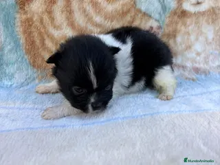 Pomerania perros Pomerania - Anuncio 3
