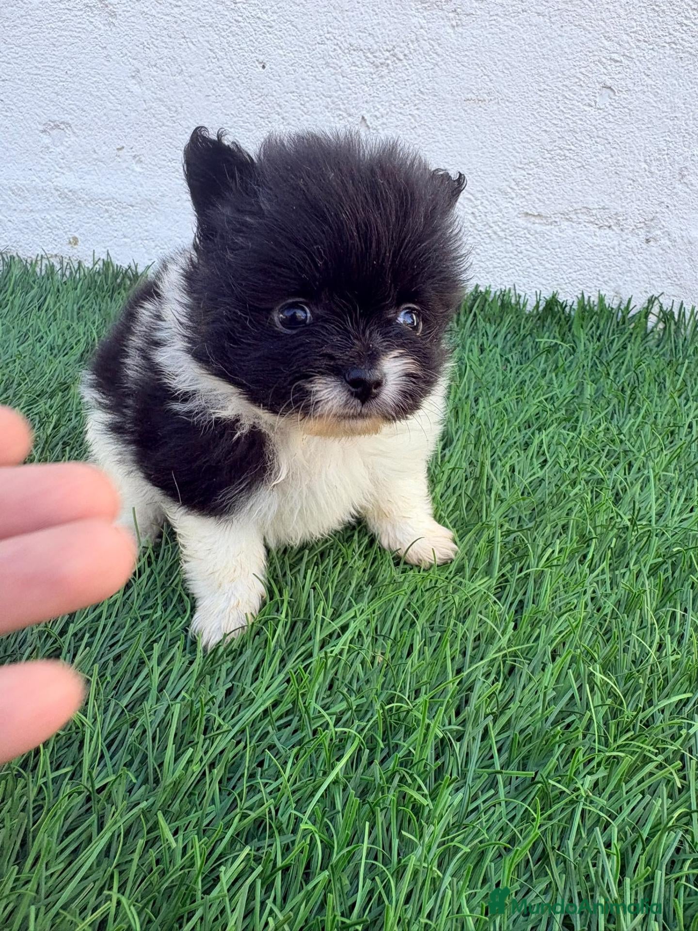 Pomerania perros Pomerania - Anuncio 1
