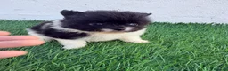 Pomerania perros en venta: Pomerania - Anuncio 1