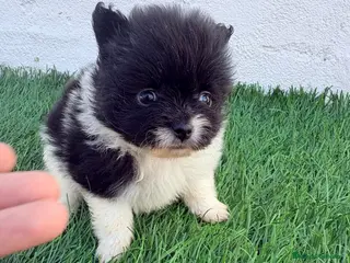 Pomerania perros Pomerania - Anuncio 3