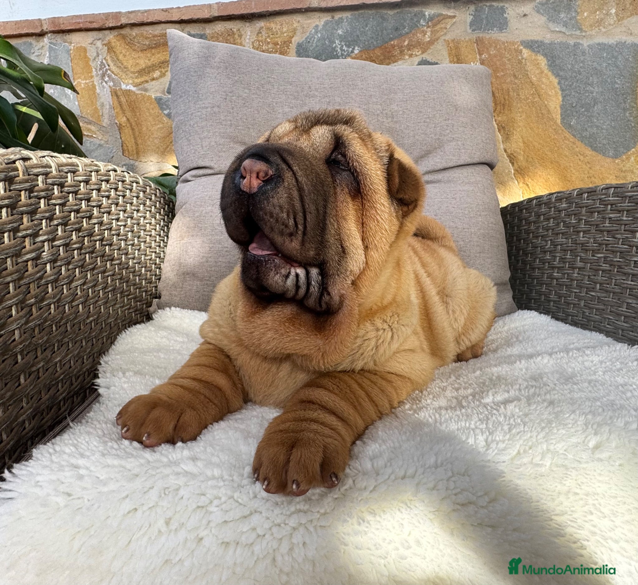 Shar Pei perros Bebés Shar Pei máxima calidad  - Anuncio 1