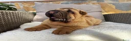 Shar Pei perros en venta: Bebés Shar Pei máxima calidad  - Anuncio 1