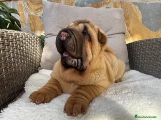 Shar Pei perros en venta: Bebés Shar Pei máxima calidad - Anuncio 1