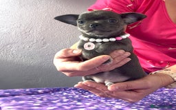 Chihuahua perros en venta: Excelentes chihuahuas azules - Imagen 3