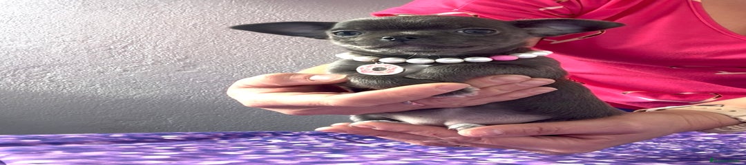 Chihuahua Cachorro 2