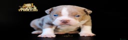 American Bully perros en venta: American Bully tricolor merle en Cantabria - Anuncio 3