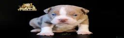 American Bully perros en venta: American Bully tricolor merle en Cantabria - Anuncio 3