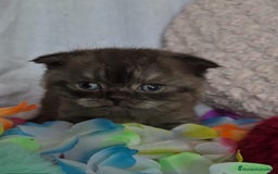 Británico de Pelo Corto Azul gatos en venta: Preciosos brithis Blues y más  - Anuncio 4