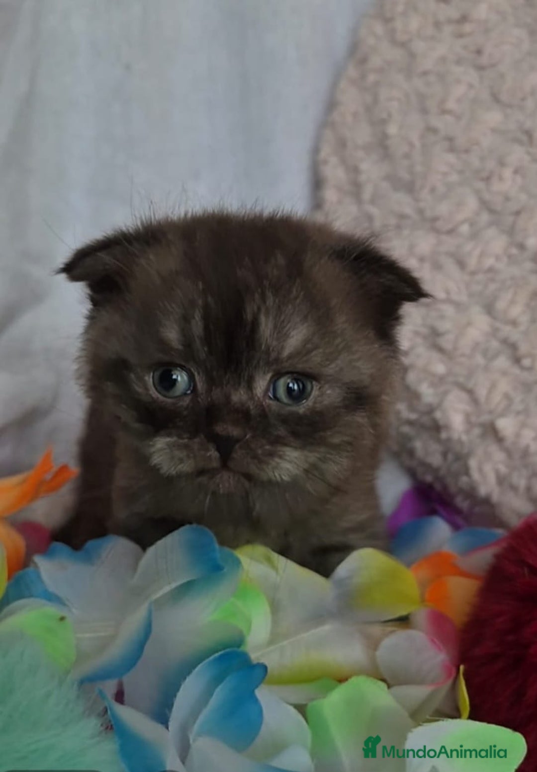 Británico de Pelo Corto Azul gatos en venta: Preciosos brithis Blues y más  - Anuncio 4