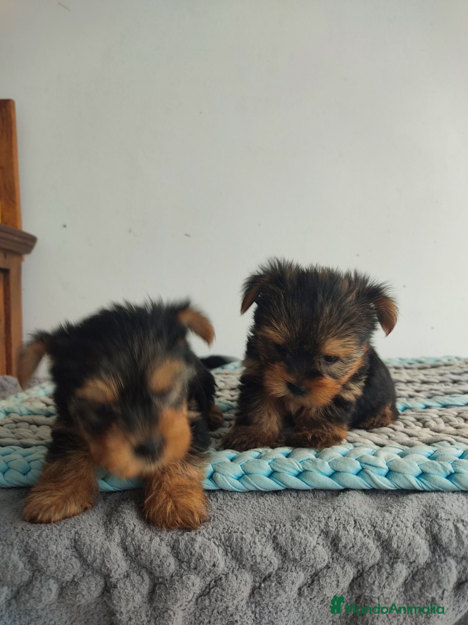 Yorkshire Terrier perros Yorkshire miniatura - Anuncio 2