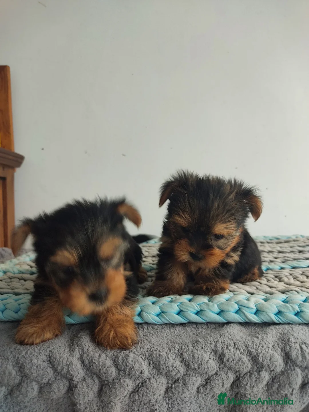 Yorkshire Terrier perros en venta: Yorkshire miniatura - Anuncio 1