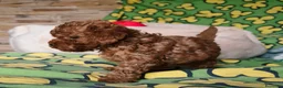 Caniche Toy perros en venta: Caniches toy: - Anuncio 2