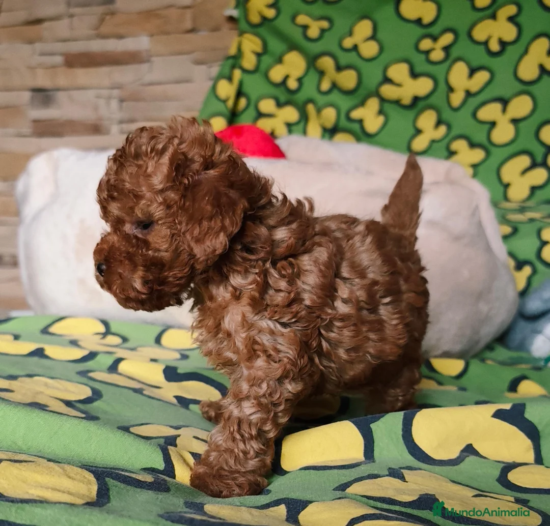 Caniche Toy perros en venta: Caniches toy: - Anuncio 2