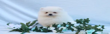Pomerania Cachorro 4