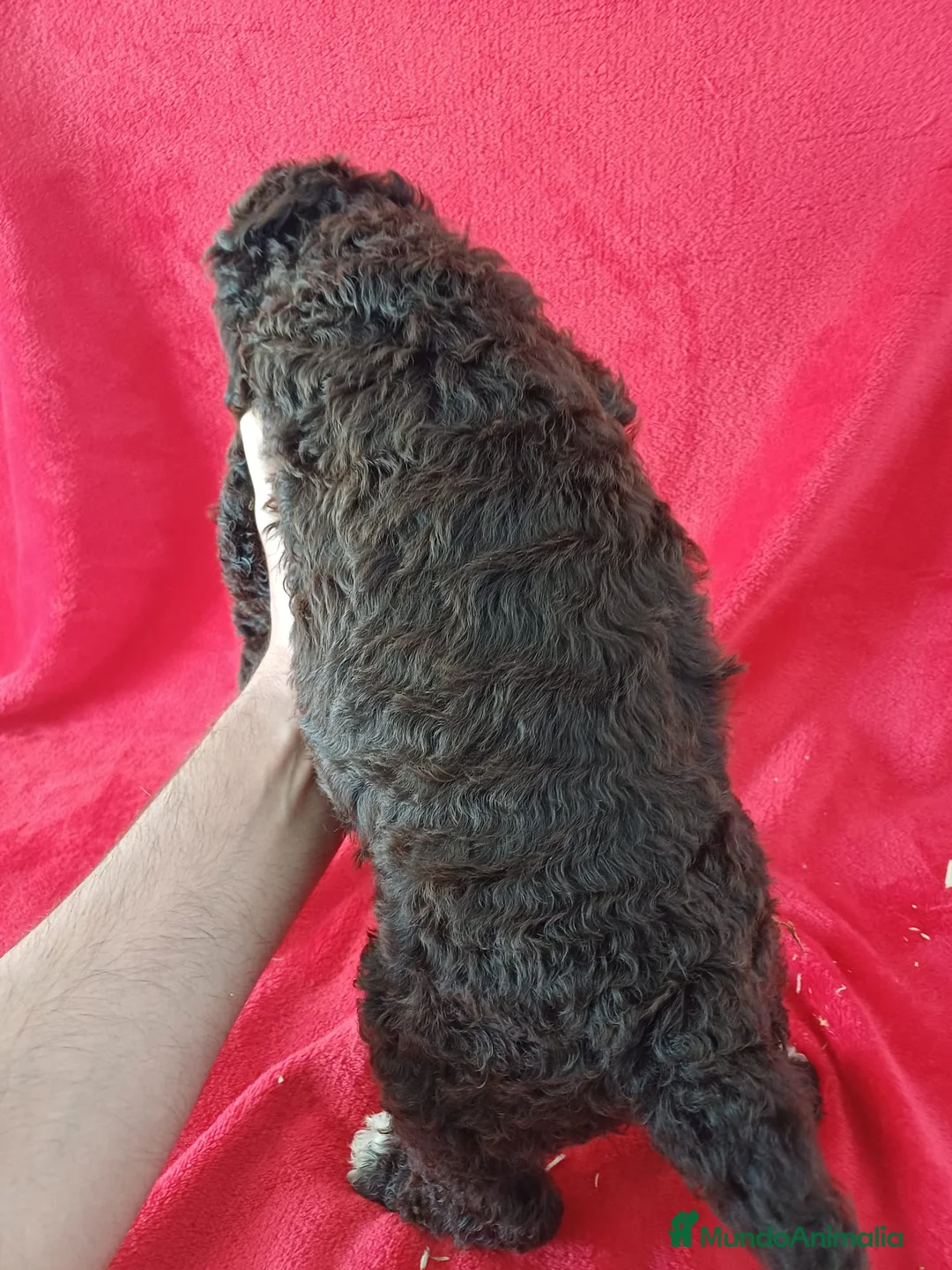 Perro de Agua Español perros en venta: Perro de Agua Español  - Anuncio 5