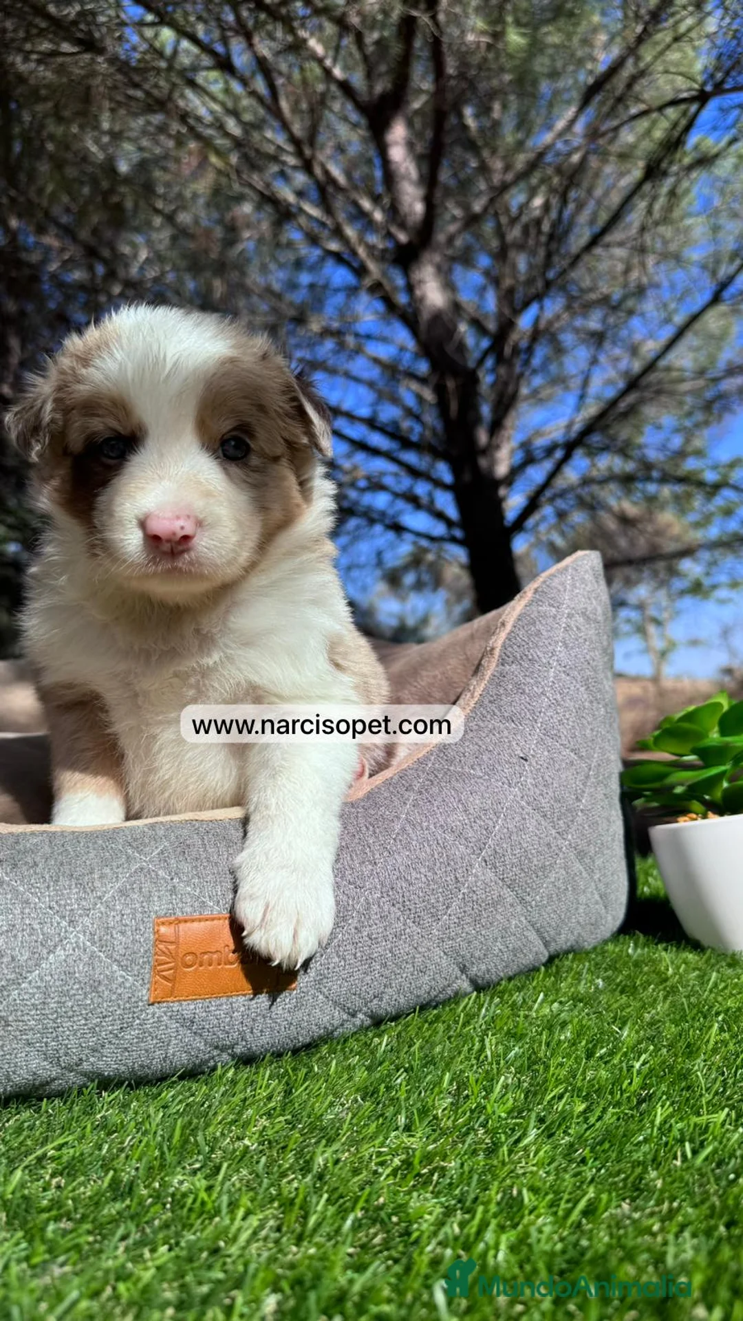Border Collie perros en venta: BORDER COLLIE RED MERLE CACHORRO en Asturias - Anuncio 4