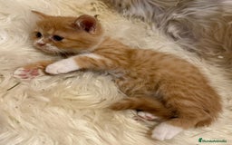 Británico de Pelo Corto gatos en venta: Hembra British Bicolor - Anuncio 8