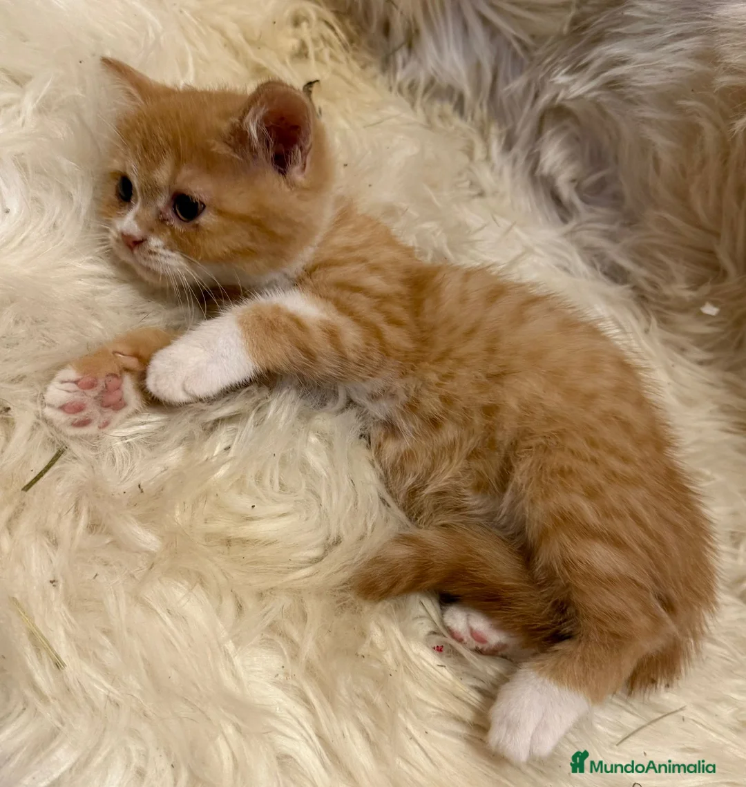 Británico de Pelo Corto gatos en venta: Hembra British Bicolor - Anuncio 8