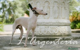 Pequeño Lebrel Italiano perros en venta: camada de piccolo lebrel italiano  - Imagen 15