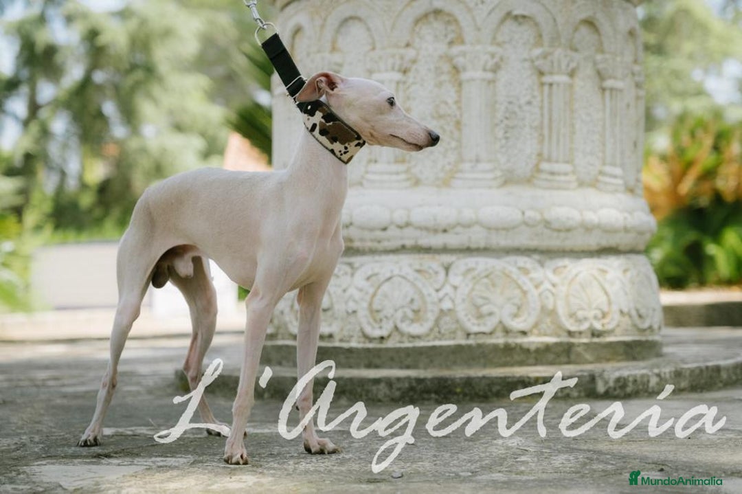 Pequeño Lebrel Italiano perros en venta: camada de piccolo lebrel italiano  - Imagen 15