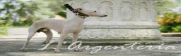Pequeño Lebrel Italiano perros en venta: camada de piccolo lebrel italiano  - Anuncio 15