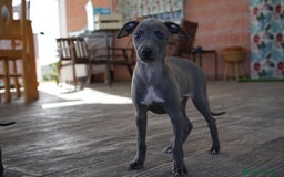 Pequeño Lebrel Italiano perros en venta: 🌟 Sirius y Selena – Galgos italianos blue 🐾 - Imagen 4