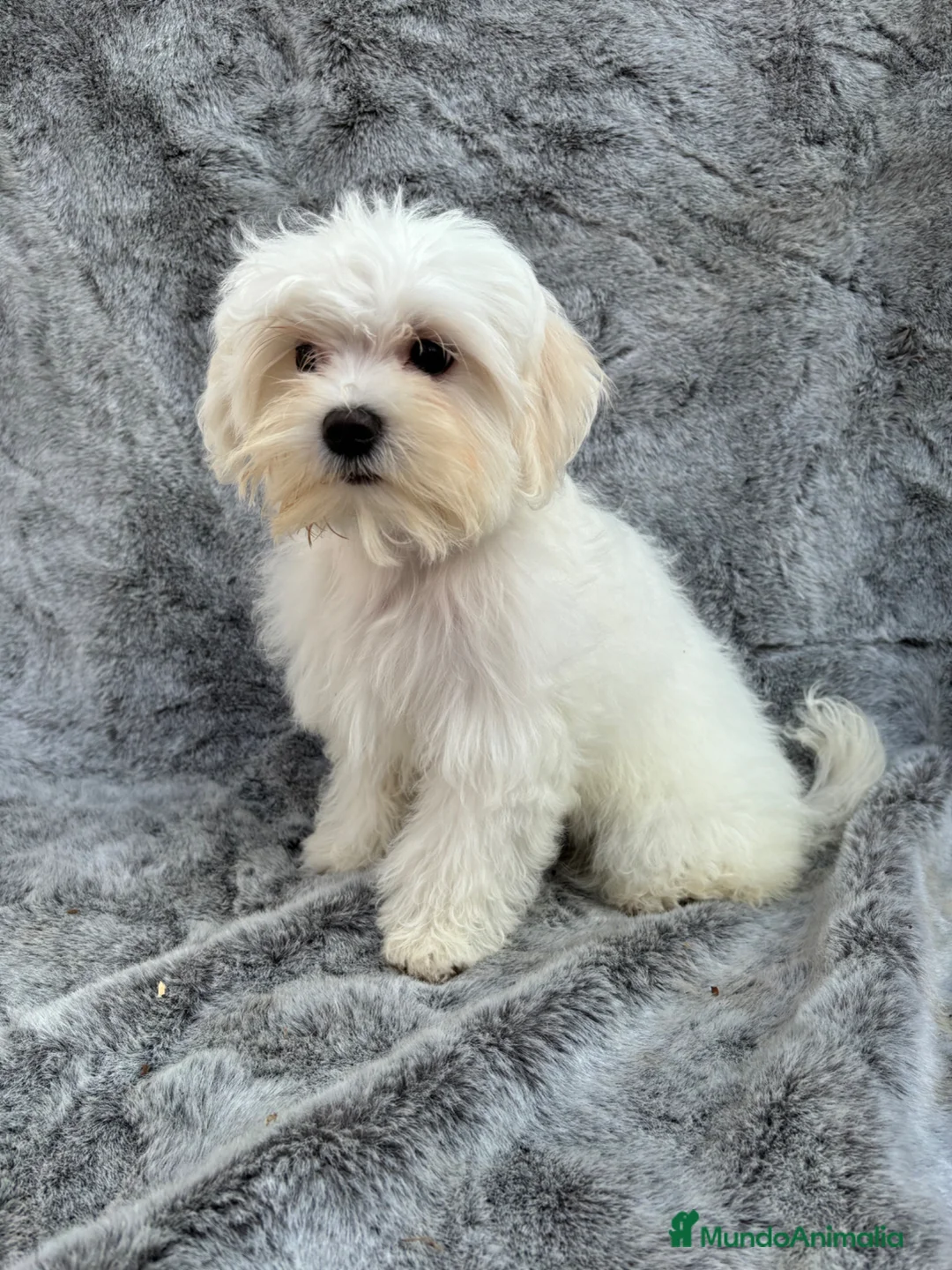 Maltipoo perros en venta: Maltipoo - Anuncio 1