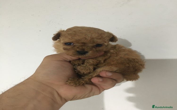 Maltipoo perros - Propaganda 2
