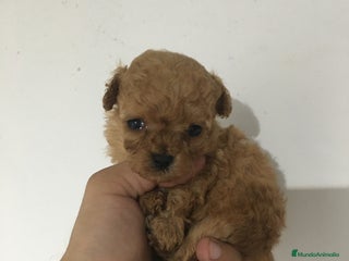 Maltipoo perros - Anuncio 12