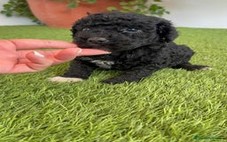 Perro de Agua Español perros en venta: PERRO DE AGUA ESPAÑOL HEMBRA - Imagen 6