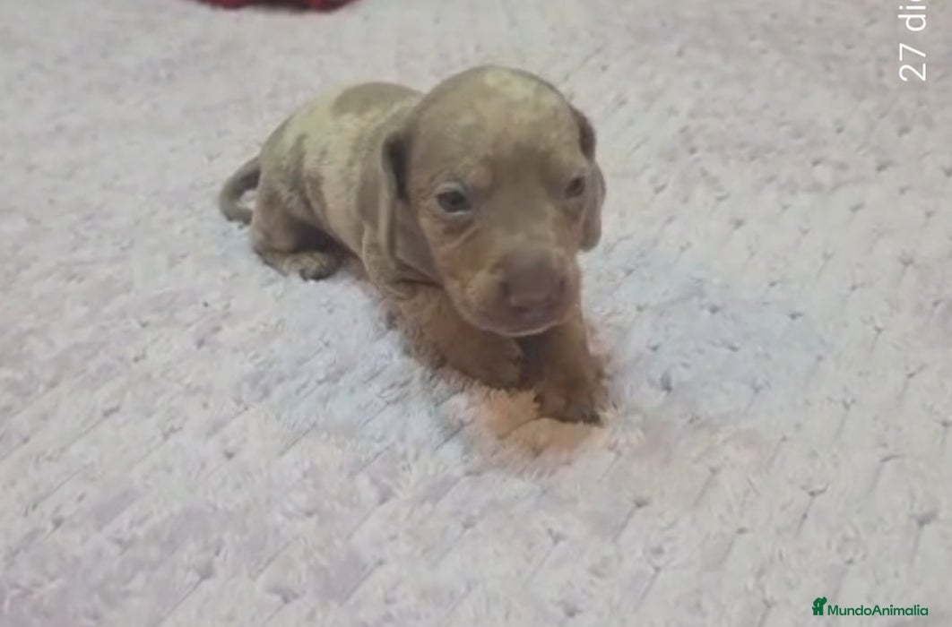 Teckel perros Teckel Mini - Anuncio 2