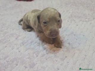 Teckel perros Teckel Mini - Anuncio 15