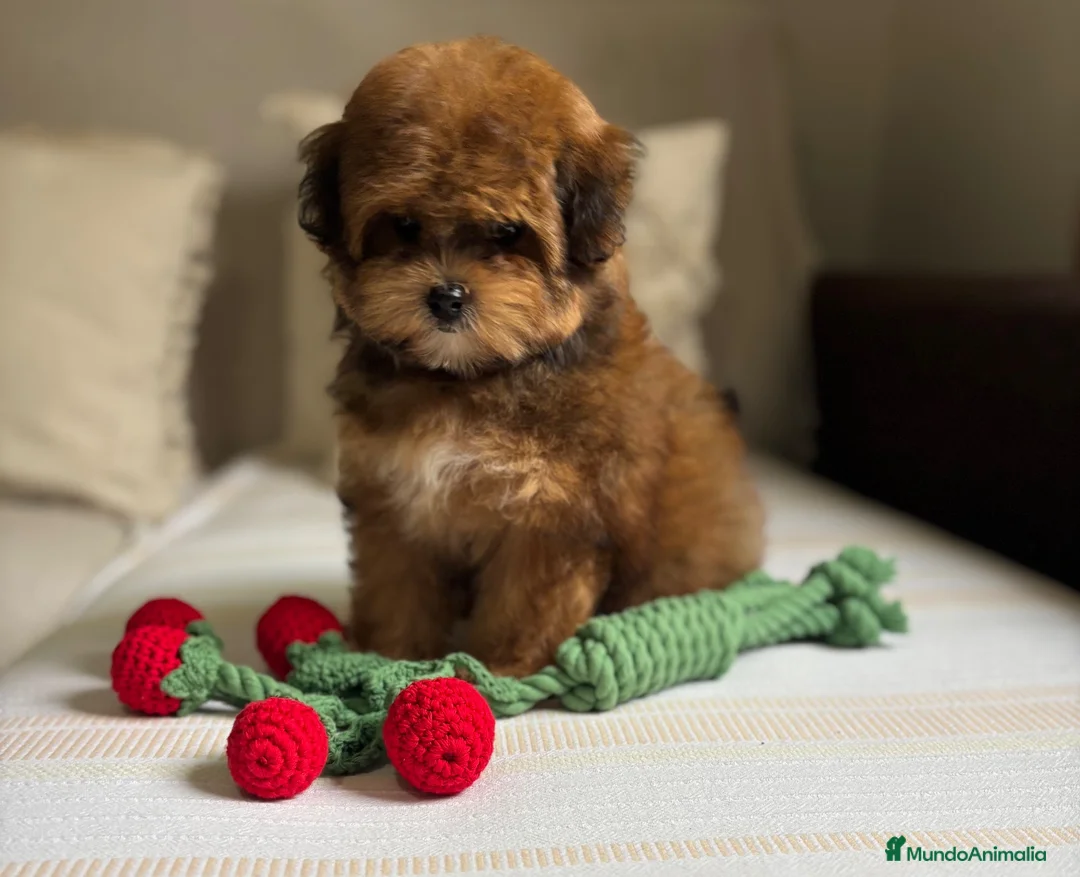 Maltipoo perros en venta: Maltipoo con toda la vacunación completa!! - Anuncio 2