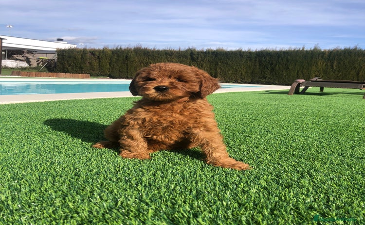 Labradoodle perros en Barcelona - Anuncio 2