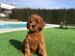 Labradoodle perros en Barcelona - Anuncio 2