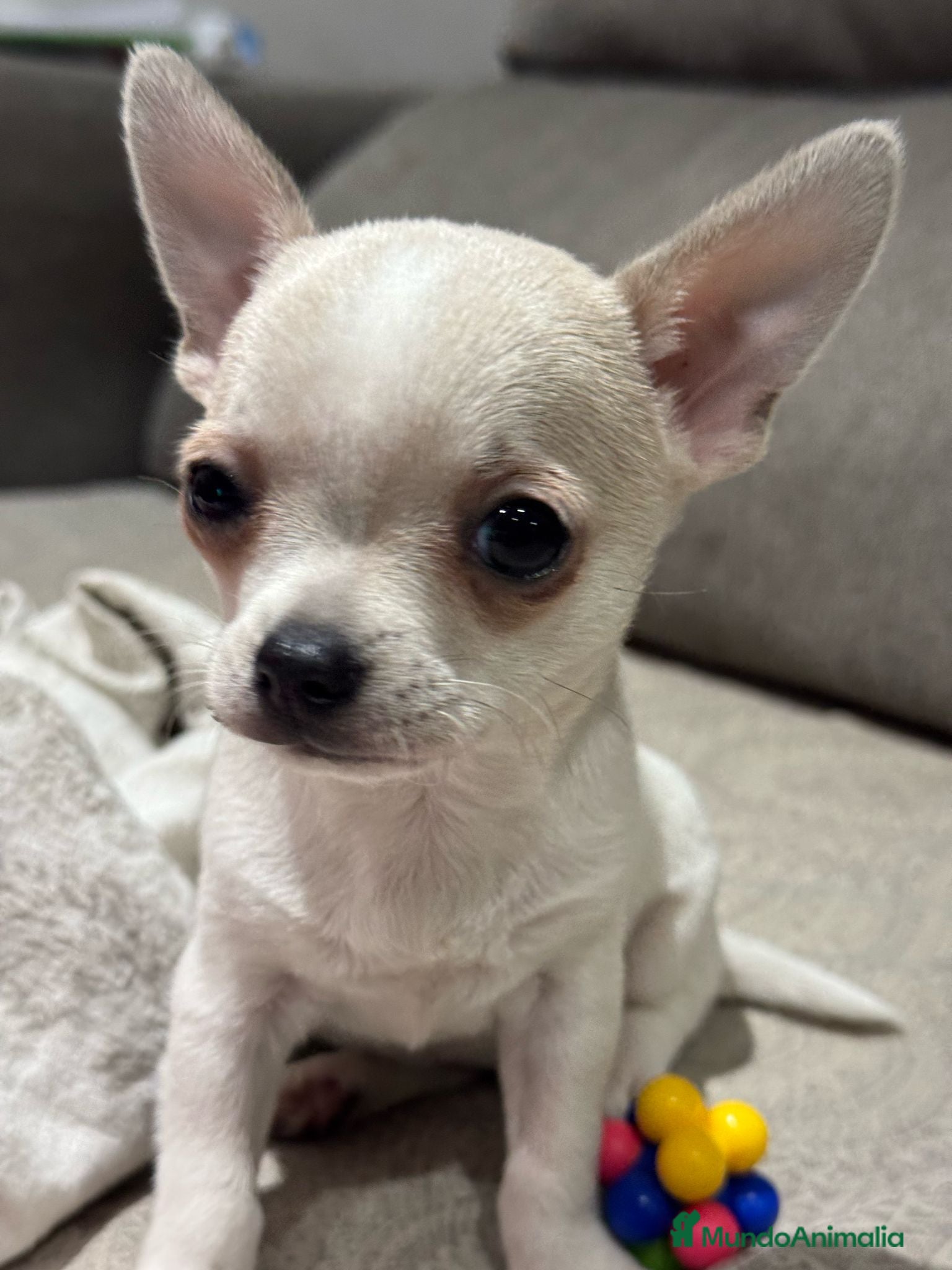 Chihuahua perros Chihuahua en venta  - Anuncio 30